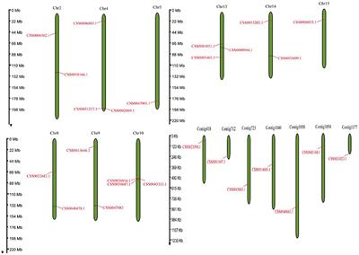 Identification of gene family members and a key structural variation reveal important roles of OVATE genes in regulating tea (Camellia sinensis) leaf development